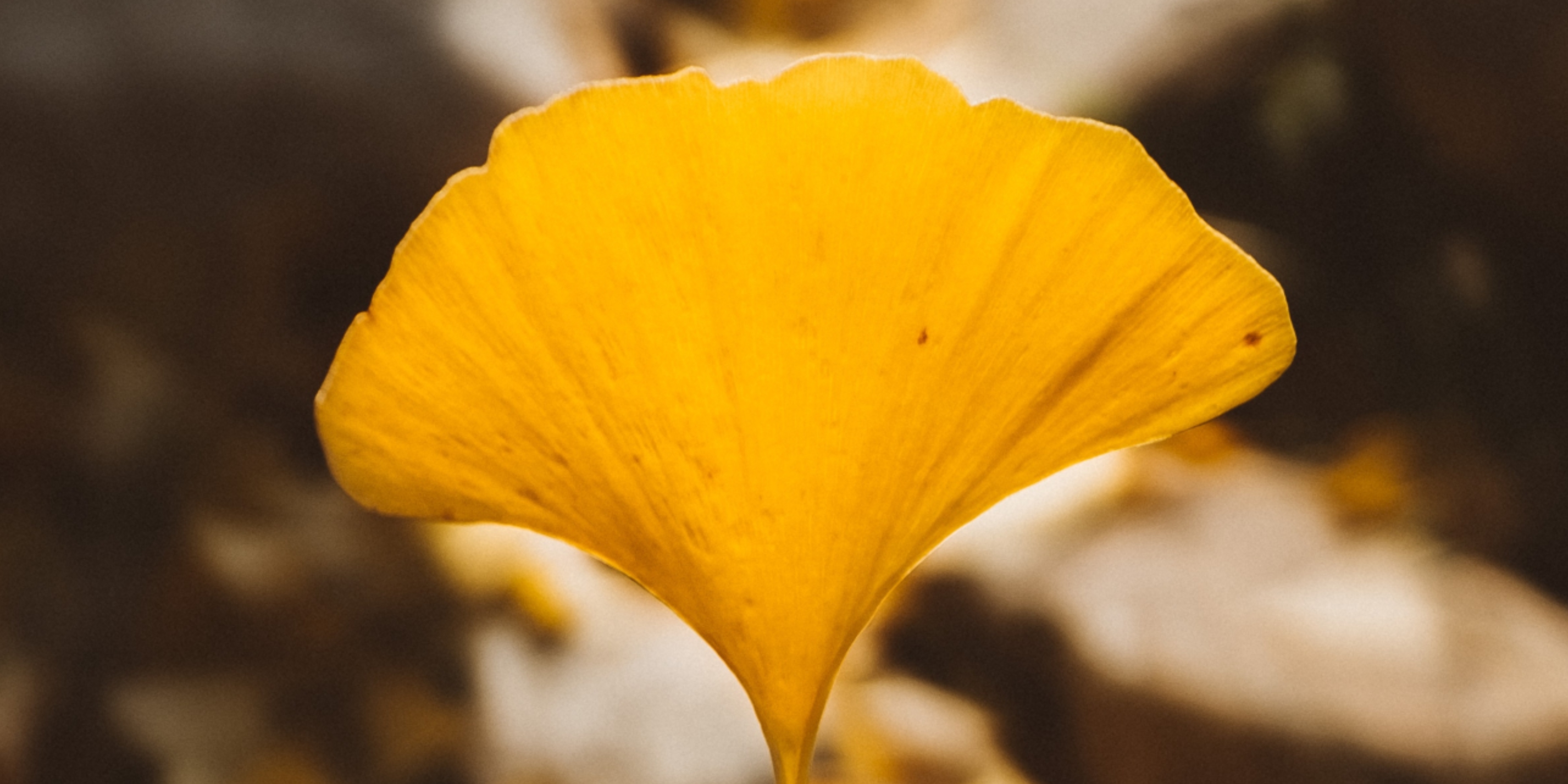 Sly Gingkoes and the Global Bully Language: Featured Poetry Translation