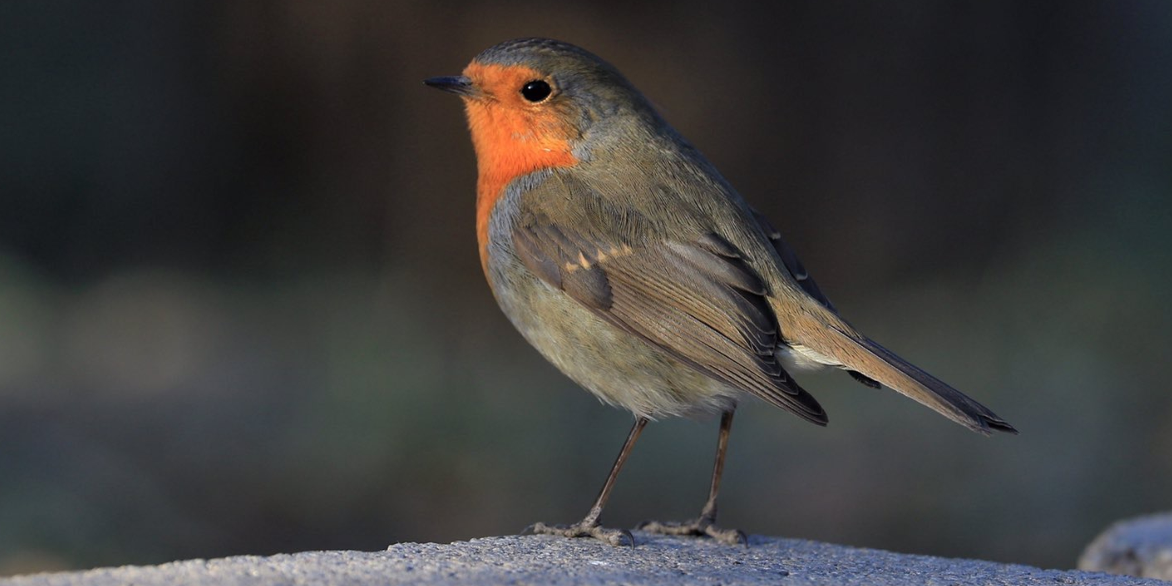 Rockin’ Robin: Beijingers Flock to Spot Rare Bird 