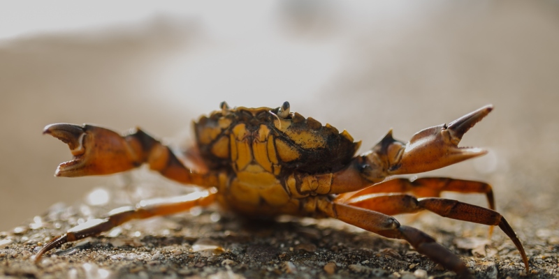 Big Crab/Crab Big: The Tricky Art of Translating Chinese Poetry