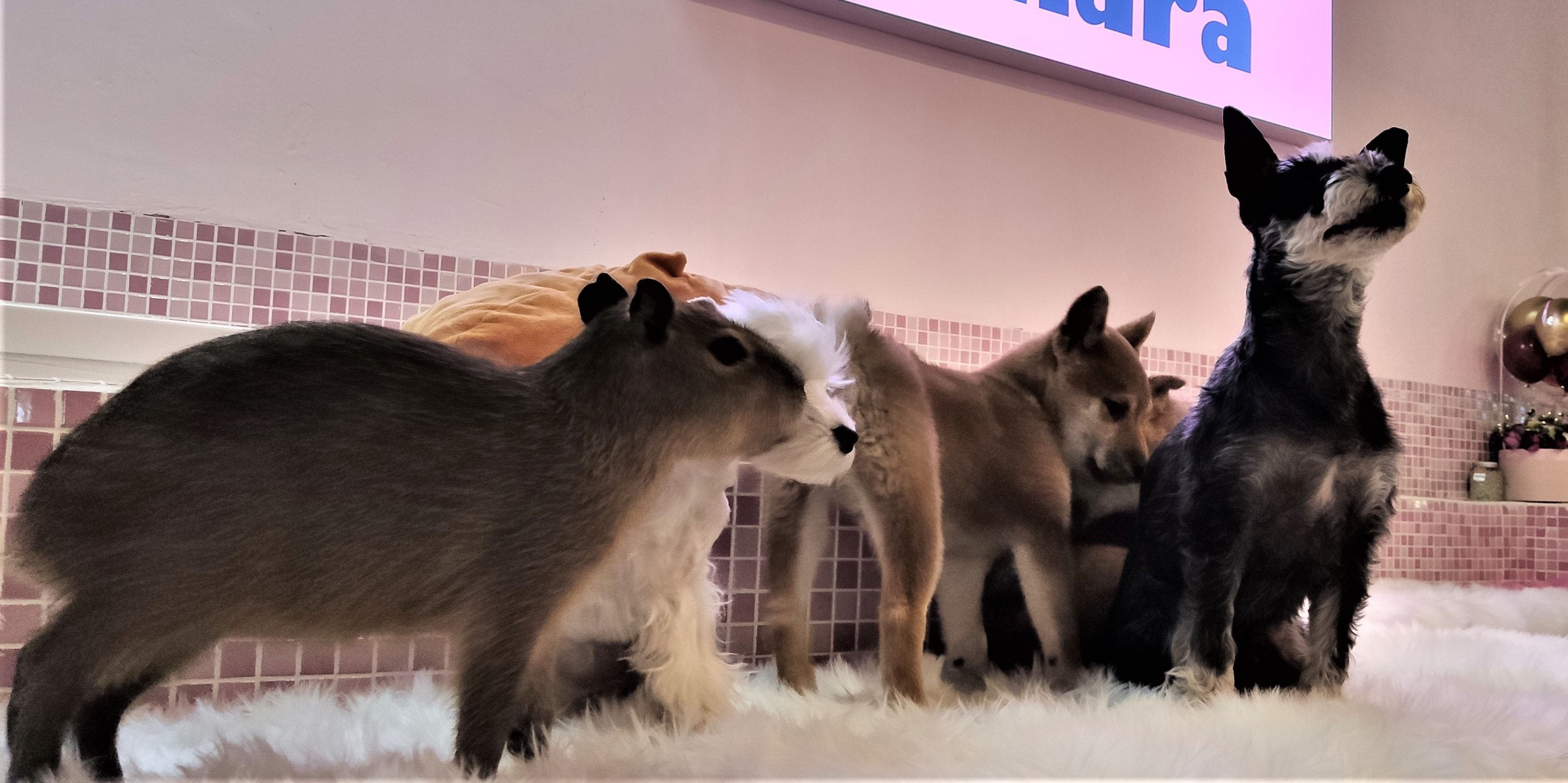 R1 Two More Sanlitun Pet Cafe&#039;s Cash in on Our Desire to Touch Animals