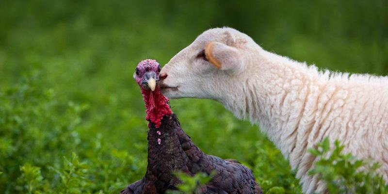 Thanksgiving for the Taking: 5 Alternatives to Turkey Dinners This Nov 26-27 