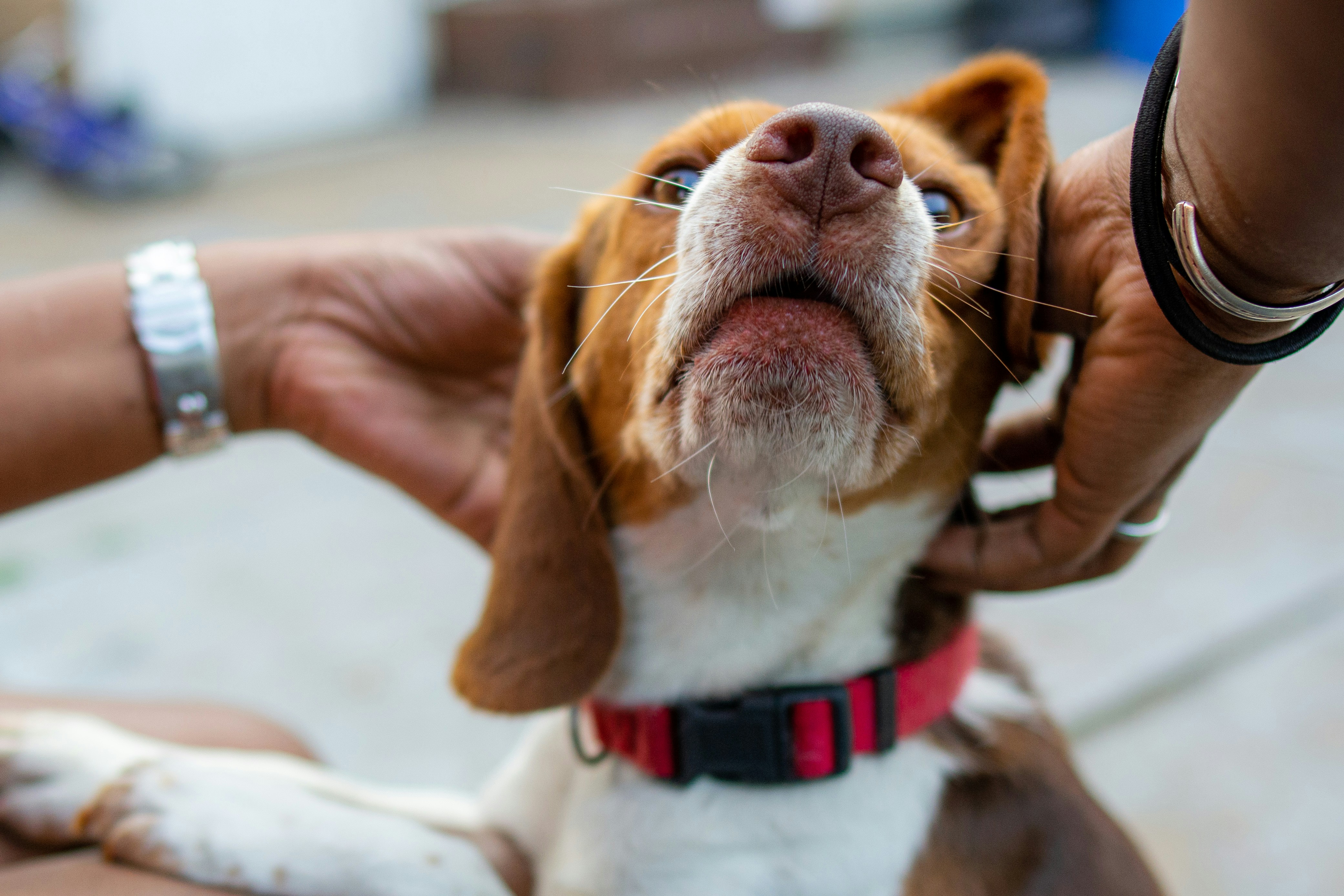 These Five &quot;Special Case&quot; Dogs Are Looking for Adoption