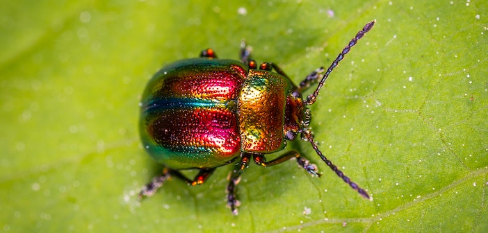 Want to See Cool Bugs Up Close? Head to This Lufthansa Mall Shop