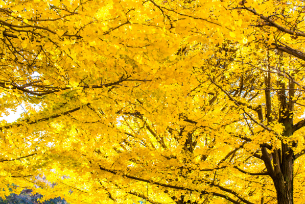 Got Photos of Beijing’s Autumn Colors? Share Them With Us!