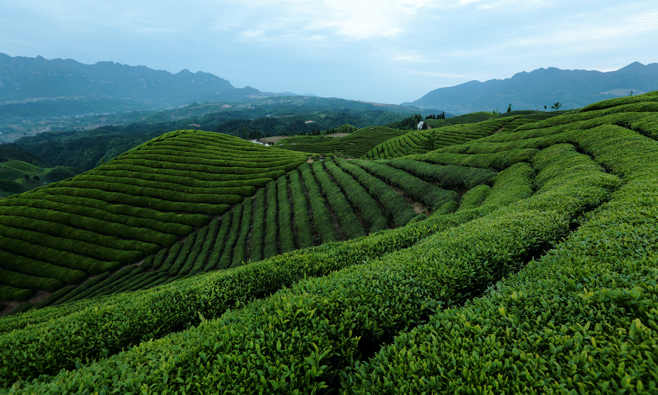 Solar Terms 101: Guyu, The Rain For The Crops And The End of The Spring