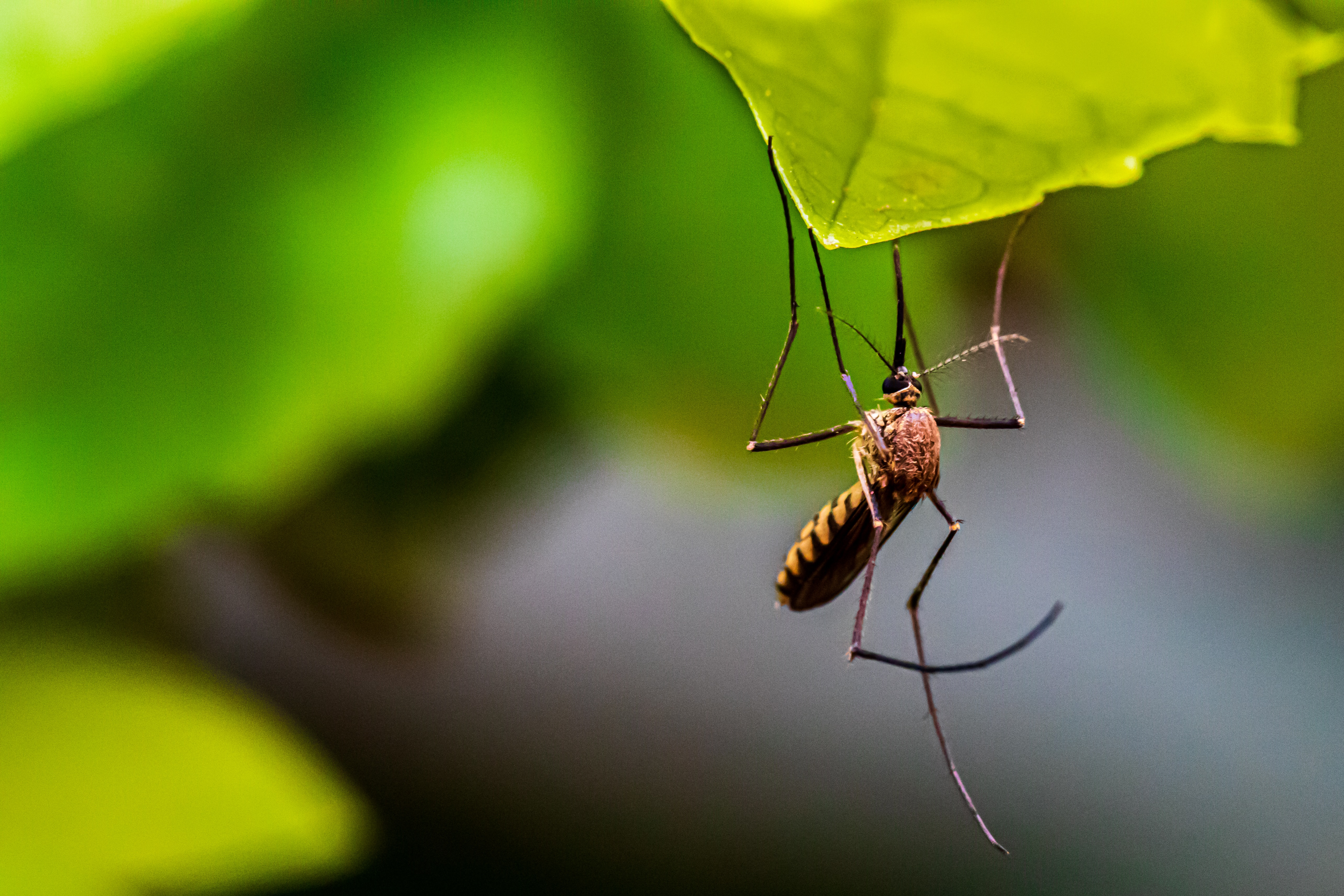 Beijing&#039;s Mosquito Paradox: More Bugs, Fewer Bites