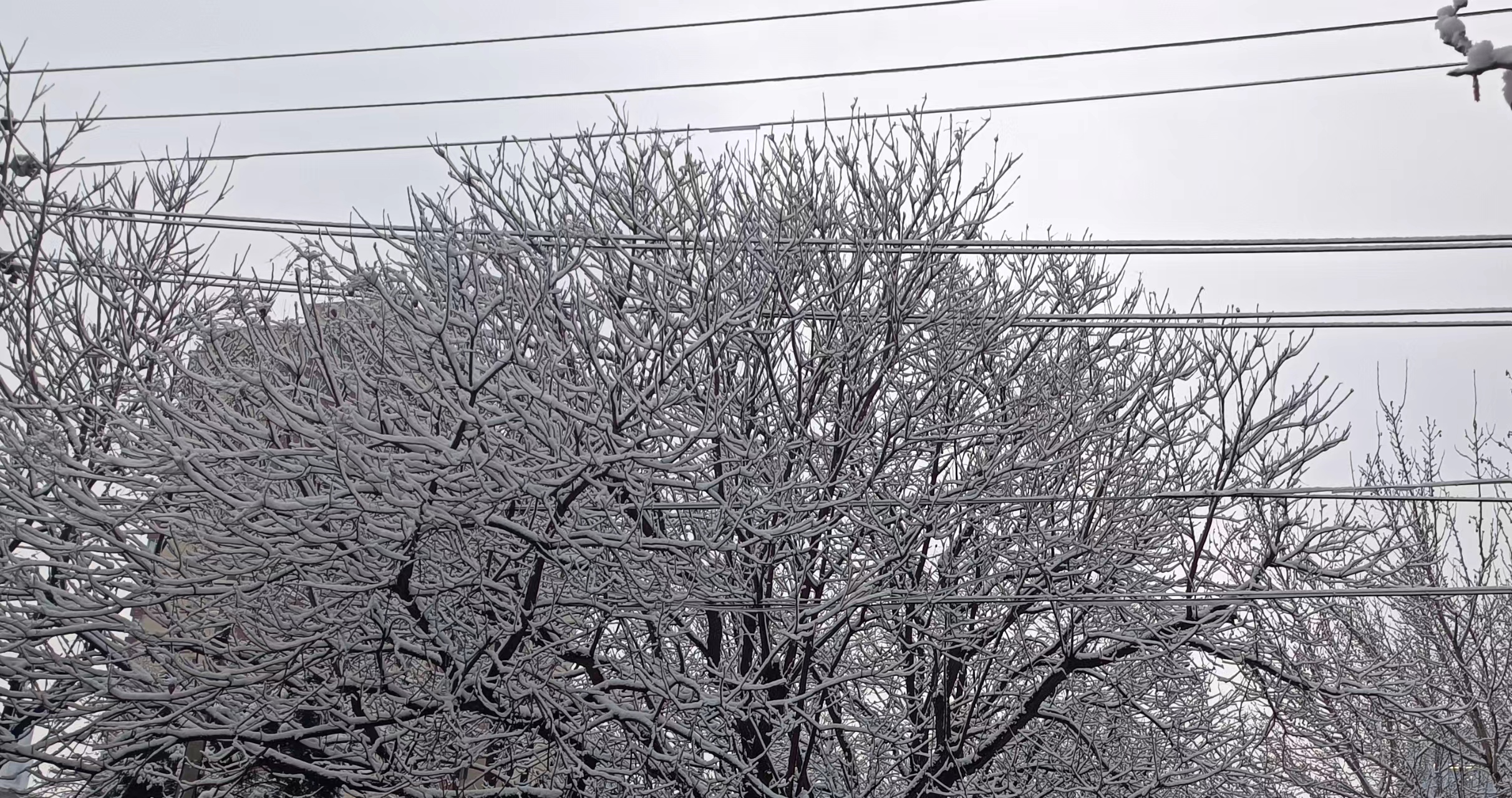 Beicology: It Snowed in Beijing Yesterday!?