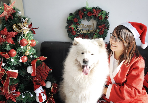 A Cuddles Christmas: How These Fine Furry Guests Spend the Holidays